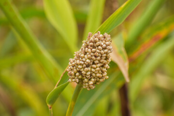 Great Millet (Sorghum Cholam, Jowar)