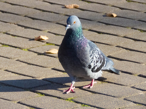 Close up of british pidgeon low level macro view wild bird showing reflective grey feathers head and eyes