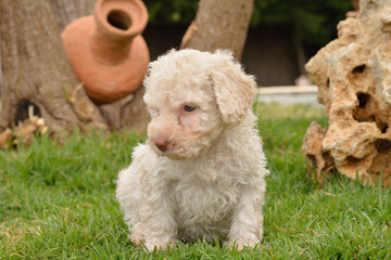 Cachorros deperroo de agua español