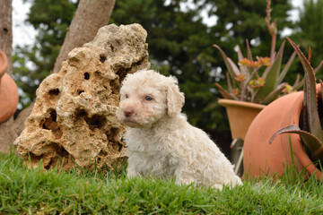 Cachorros deperroo de agua español