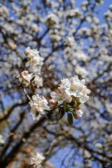 apple tree  flowers in spring on a tree