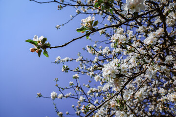 apple tree  flowers in spring on a tree