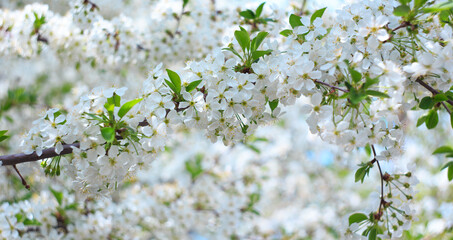 Flowering cherry against a blue sky. Cherry blossoms. Spring background.