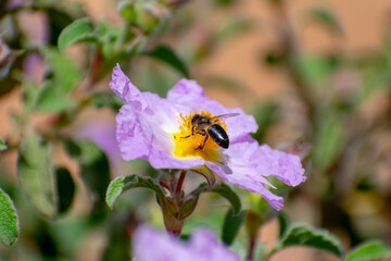 Close-up shot of Grey-leaved Cistus (Cistus albidus)