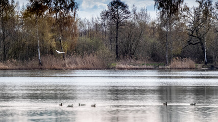 Teichlandschaft mit einem fliegenden Schwan und Enten im Wasser