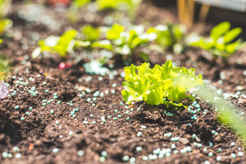 Urban gardening, organic snail and slug bait: Salad, vegetables and radish on fruitful soil in the own garden, raised bed.