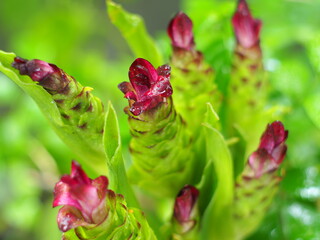 Is the name of the flower of the Krachiew or Curcuma aeruqinosa Roxb Is fragrant it is grown as a colorful ornamental flower.