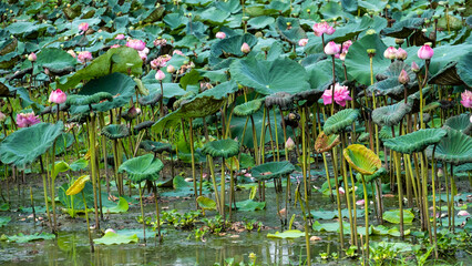 The pink lotus in the lake is used to worship the monks.