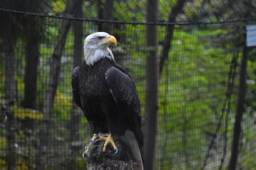 american bald eagle