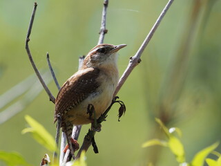 Carolina wren, Thryothorus ludovicianus