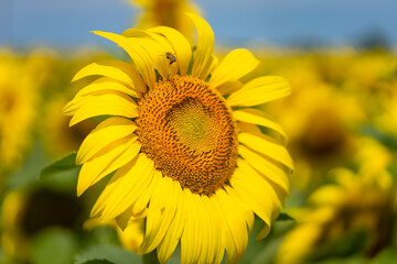 Naklejka premium Bee on sunflowers. macro and selective focus. 