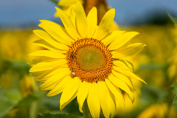 Bee on sunflowers. macro and selective focus.	
