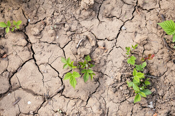 Young plant growing up on crack earth, Global warming theme green grass rising on burned cracked ground