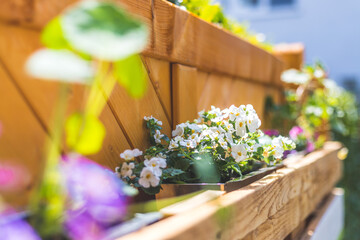 Do it yourself flower box in the own garden: Spring flowers in euro palette