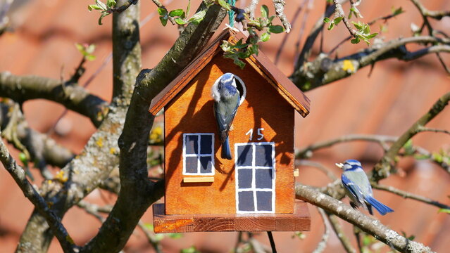 Zwei Blaumeisen vor selbstgebautem Nistkasten im heimischen Garten