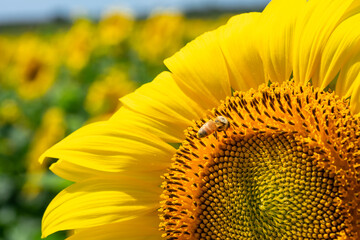 Bee on sunflowers. macro and selective focus.	