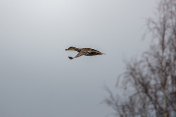  flying mallard and the sky is gray