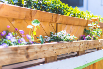 Do it yourself flower box in the own garden: Spring flowers in euro palette - 429993731