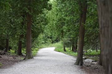 path in the woods