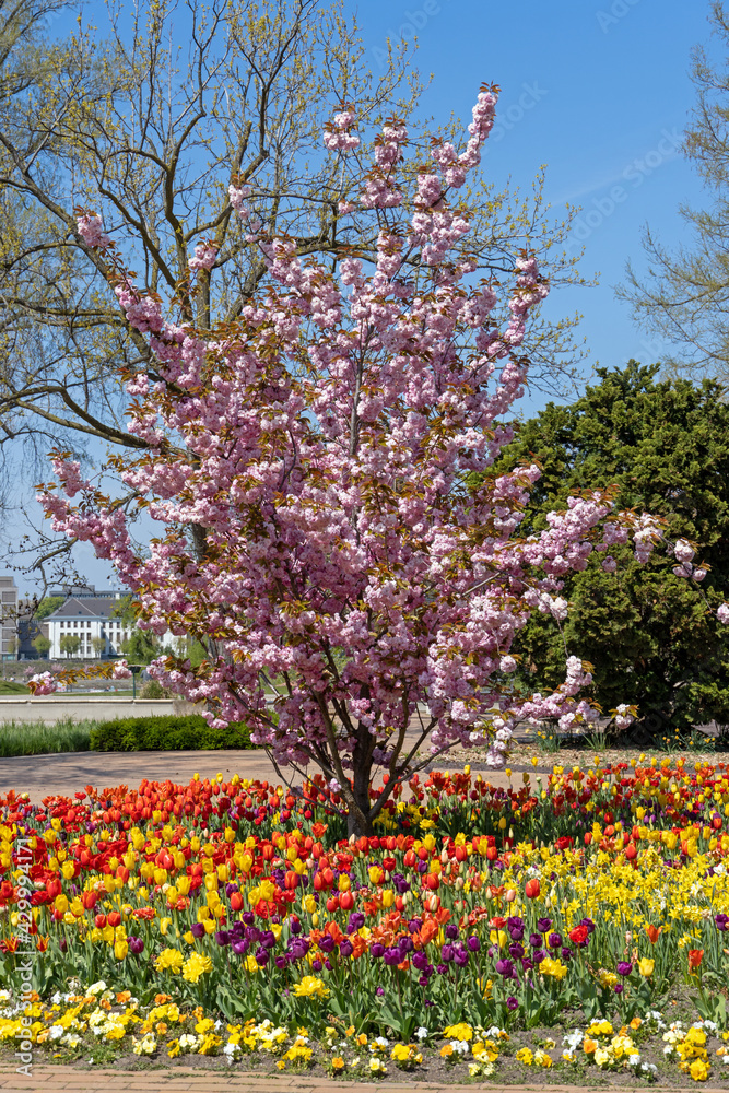 Wall mural Kölner Rheinpark im Frühling