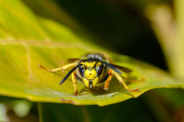 macro shot of a wasp on a green leaf