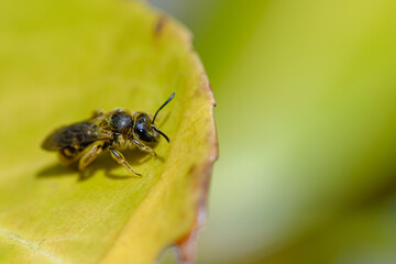 macro shot of a bee on a green leaf