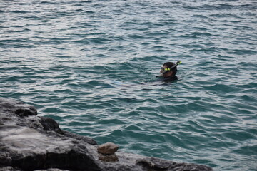 Fototapeta premium Snorkeling at Grotto