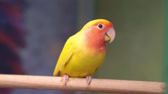 birds are inseparables. large, colorful, beautiful parrots. 