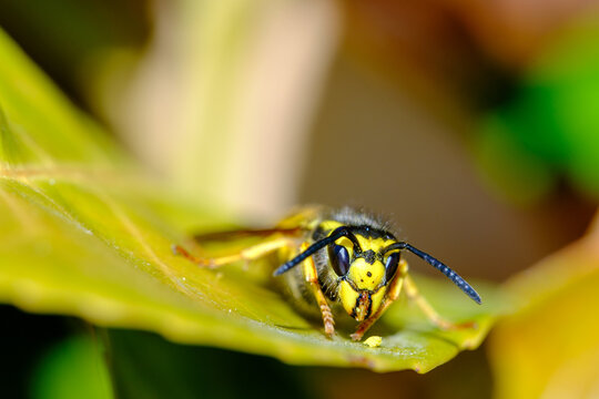 macro shot of a wasp on a green leaf