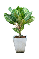 Dumb cane tree or Dieffenbachia white stalkon the cement pot. with isolated white background and clipping path.