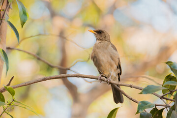 sabiá-poca (Turdus amaurochalinus)