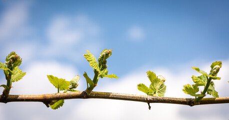 Young sprout of grapes on a sunny day. Inflorescences of grapevine. Selective focus