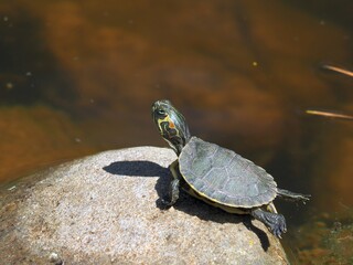 baby red eared slider sunning on rock, Trachemys scripta