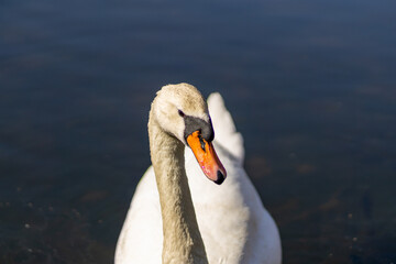 mute swan cygnus olor