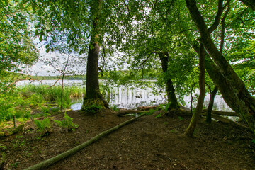 Fototapeta premium lake in the forest (Brandenburg, Germany)