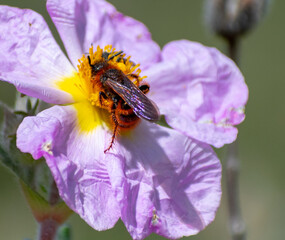 Close-up shot of Dasyscolia ciliata