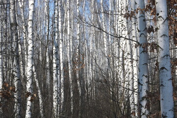 Fototapeta premium Young birch with black and white birch bark in spring in birch grove against background of other birches