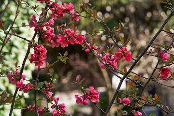 Sakura rose park sity