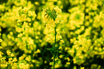 Kwitnie rzepak wiosną