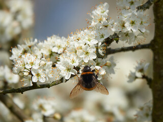 Macro of a bumblebee pollinating on a  blossom with blurred bokeh background; pesticide free environmental protection save the bees biodiversity concept