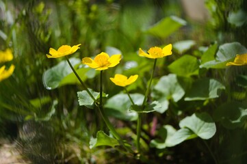 Kaczeniec, knieć błotna (Caltha palustris) w słońcu. Mała głębia ostrości