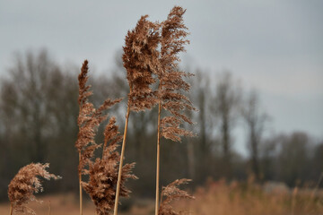 reed in the wind