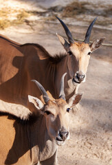 Close up of double portrait Eland antelopes in Savannah open air park in Riga Zoo, Latvia