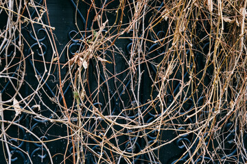 Old garden. Ivy is dry on the wall of the house. Close-up.