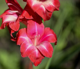 Gladiolus, red gladioli are blooming in the garden. Close-up of gladiolus flowers. Bright flowers of gladiolus in summer. Large flowers and buds on a green background.