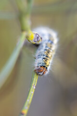 Caterpillar in its natural environment.