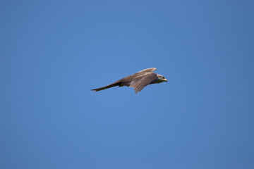 Common Buzzard Buteo Buteo flies in the blue sky in Altenrhein in Switzerland 21.4.2021