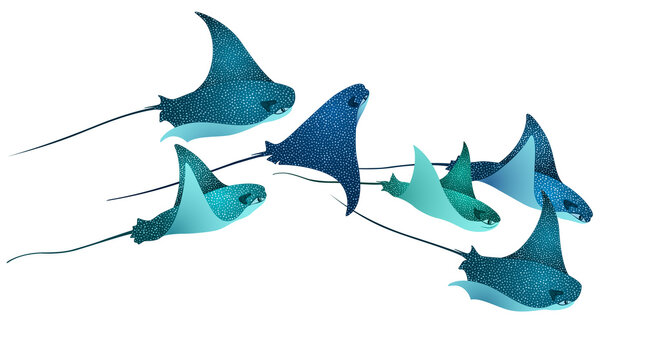 Manta ray fishes, marine animals, sea creatures set vector illustration.