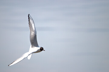 Seagull in flight at the lake of Constance in Altenrhein in Switzerland 21.4.2021