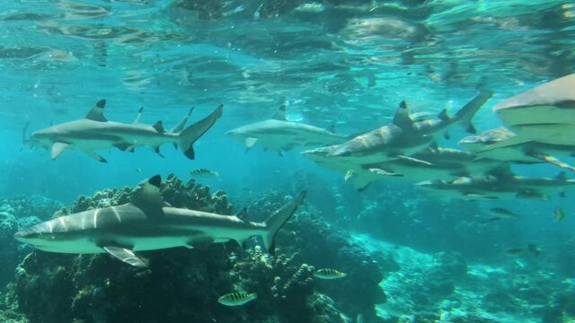 Shark frenzy - Many Blacktip Reef Sharks Swimming Together in School. Tropical adventure cruise ship travel in French Polynesia Tahiti in coral reef lagoon, Pacific Ocean. Underwater snorkeling video